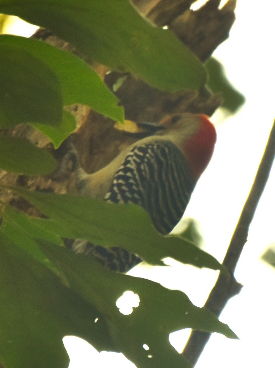 Red-bellied Woodpecker - ML623720892