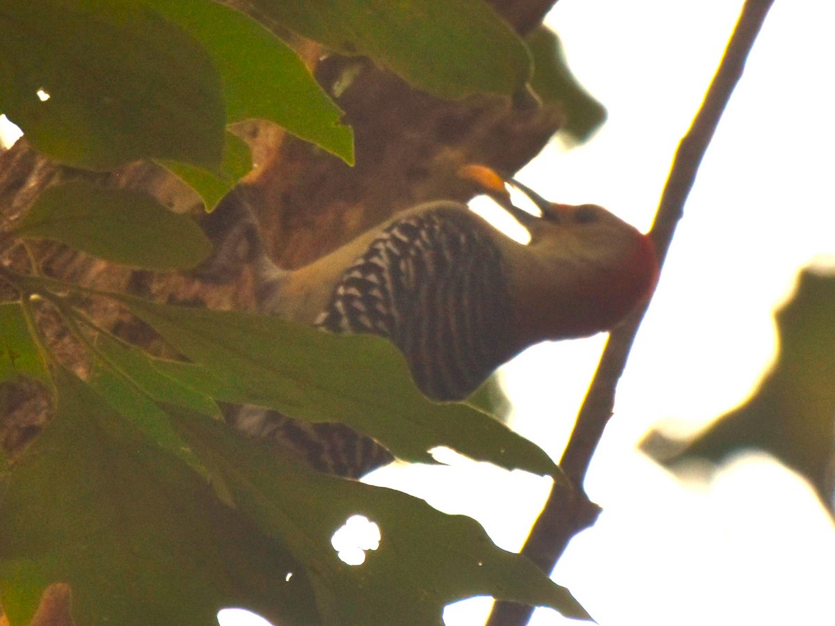 Red-bellied Woodpecker - ML623720893