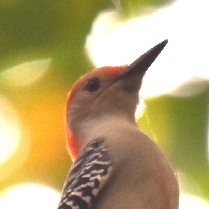 Red-bellied Woodpecker - ML623720894