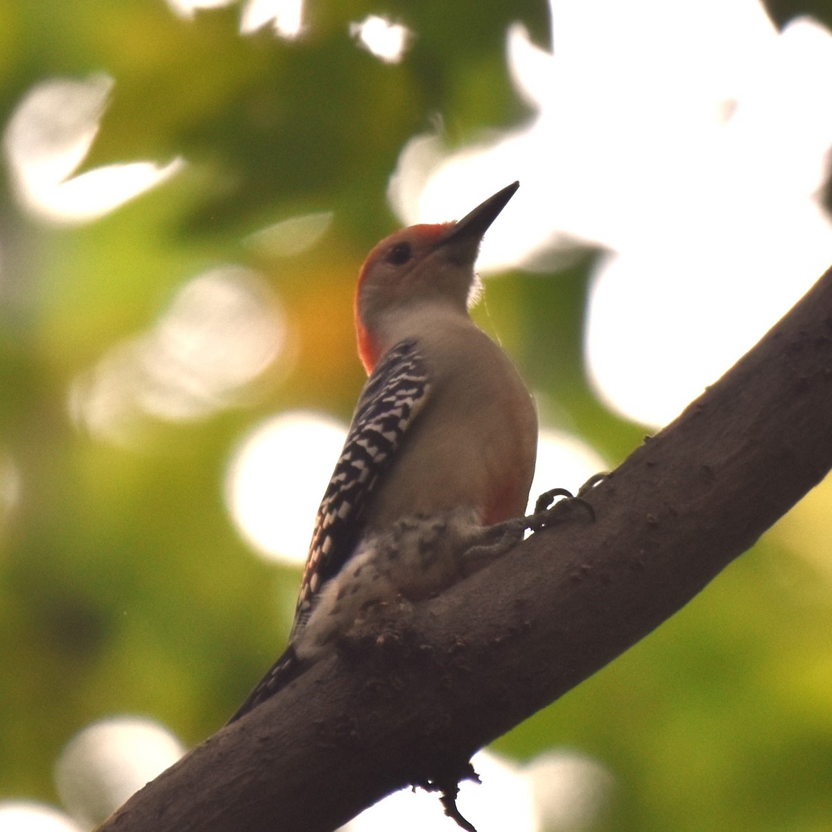 Red-bellied Woodpecker - ML623720895