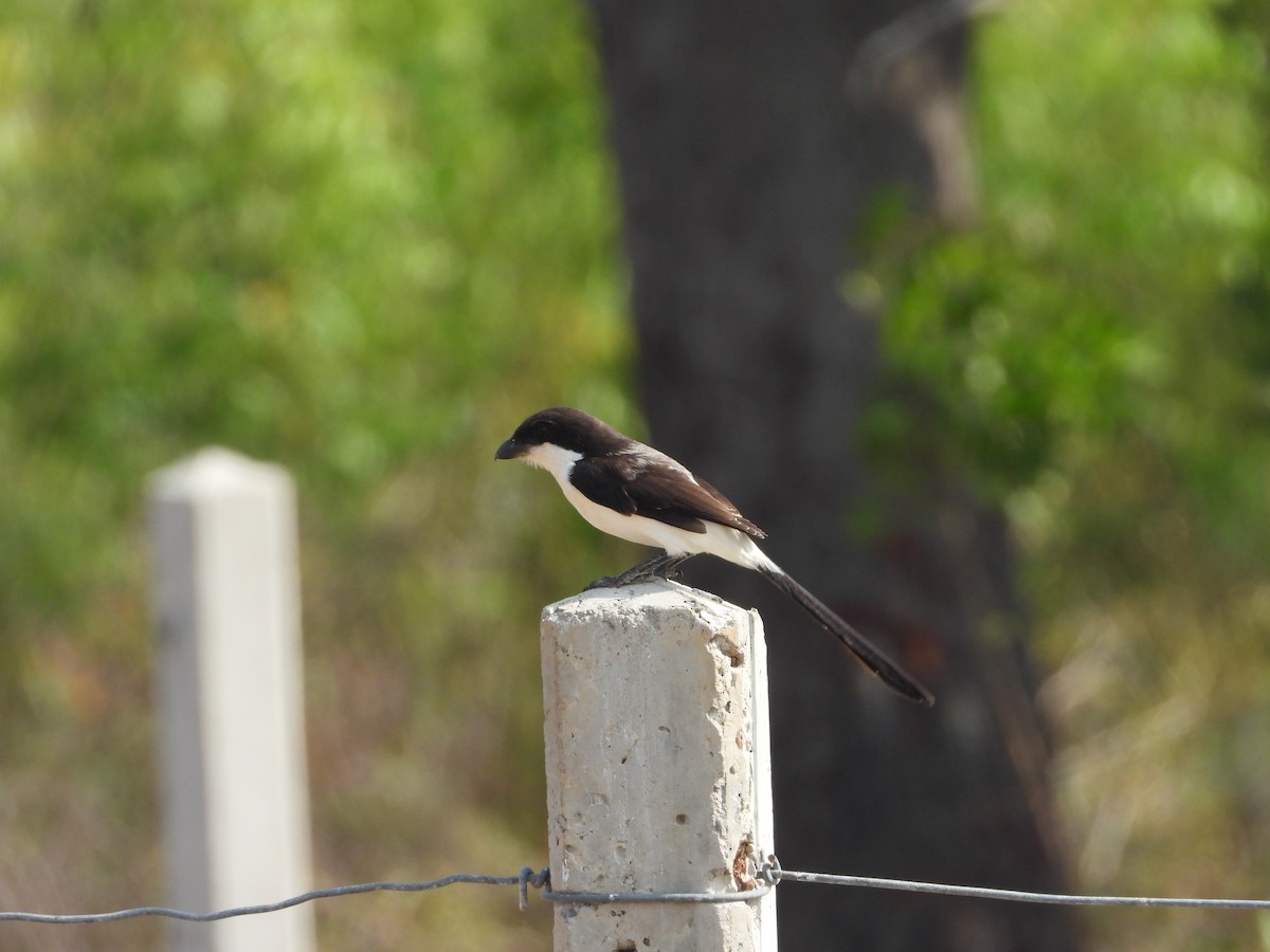 Long-tailed Fiscal - ML623720940