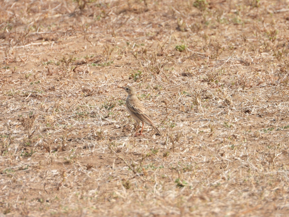 African Pipit - ML623720954