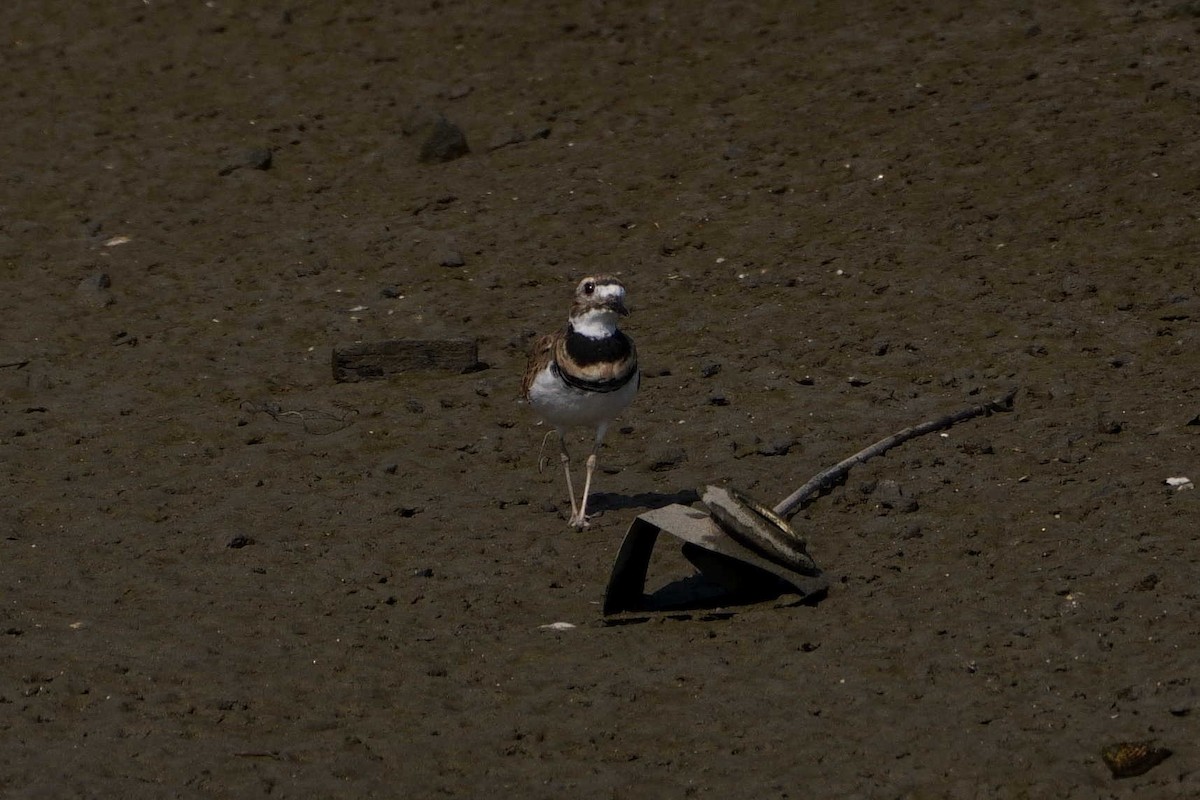 Killdeer - ML623720958