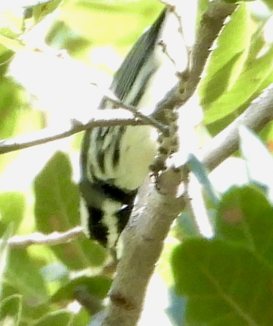 Black-throated Gray Warbler - ML623720968