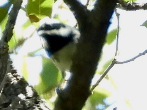 Black-throated Gray Warbler - ML623720969