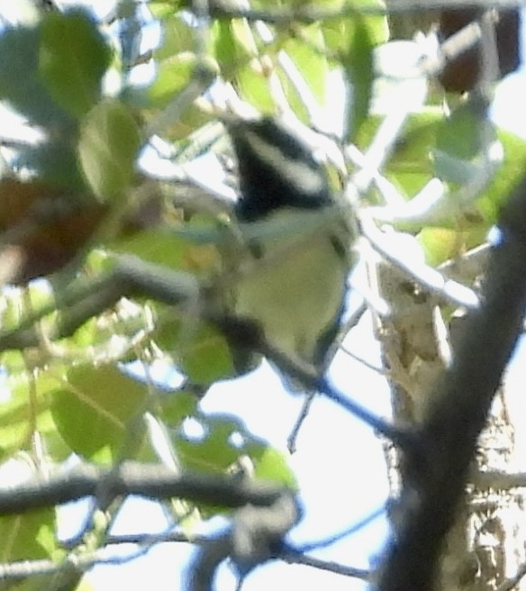 Black-throated Gray Warbler - ML623720970