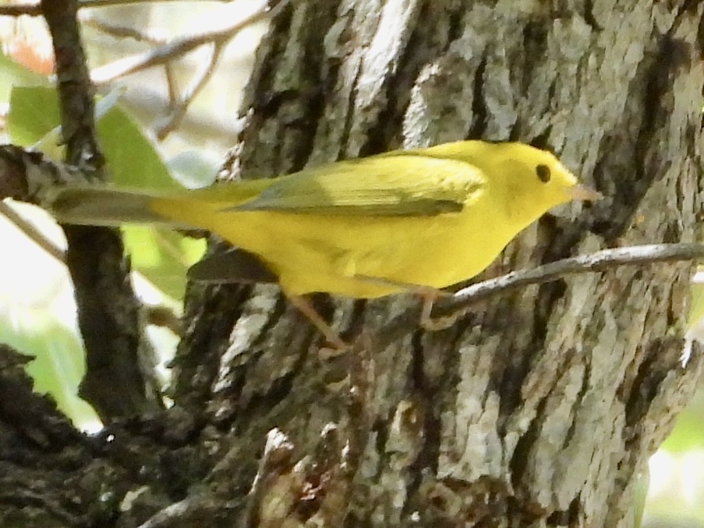 Wilson's Warbler - ML623720977