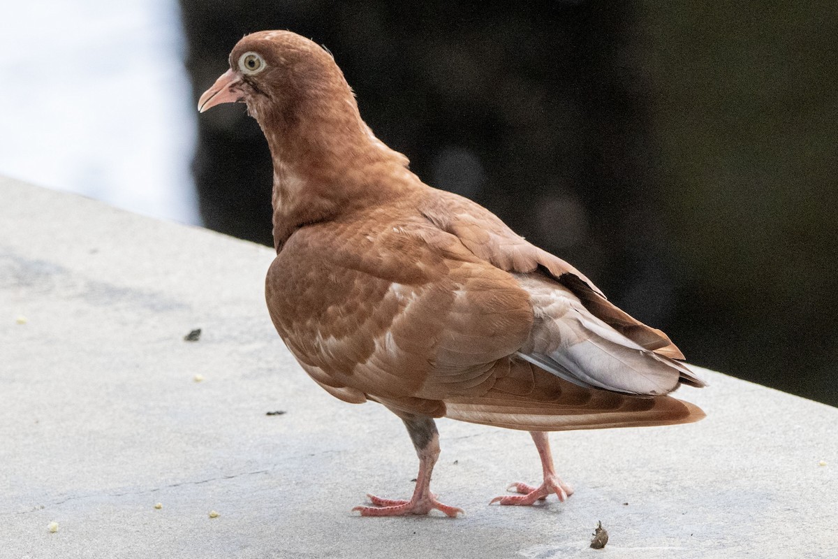 Rock Pigeon (Feral Pigeon) - ML623720980