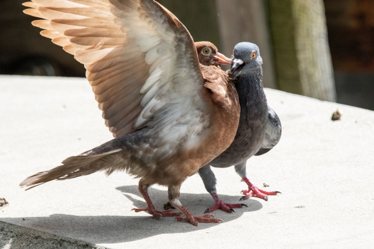 Rock Pigeon (Feral Pigeon) - ML623720981