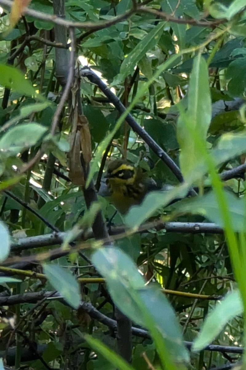 Townsend's Warbler - ML623720997