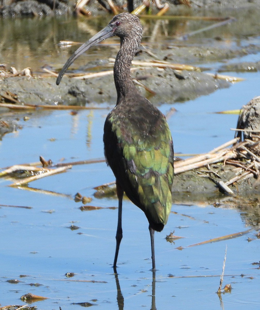 White-faced Ibis - ML623721009