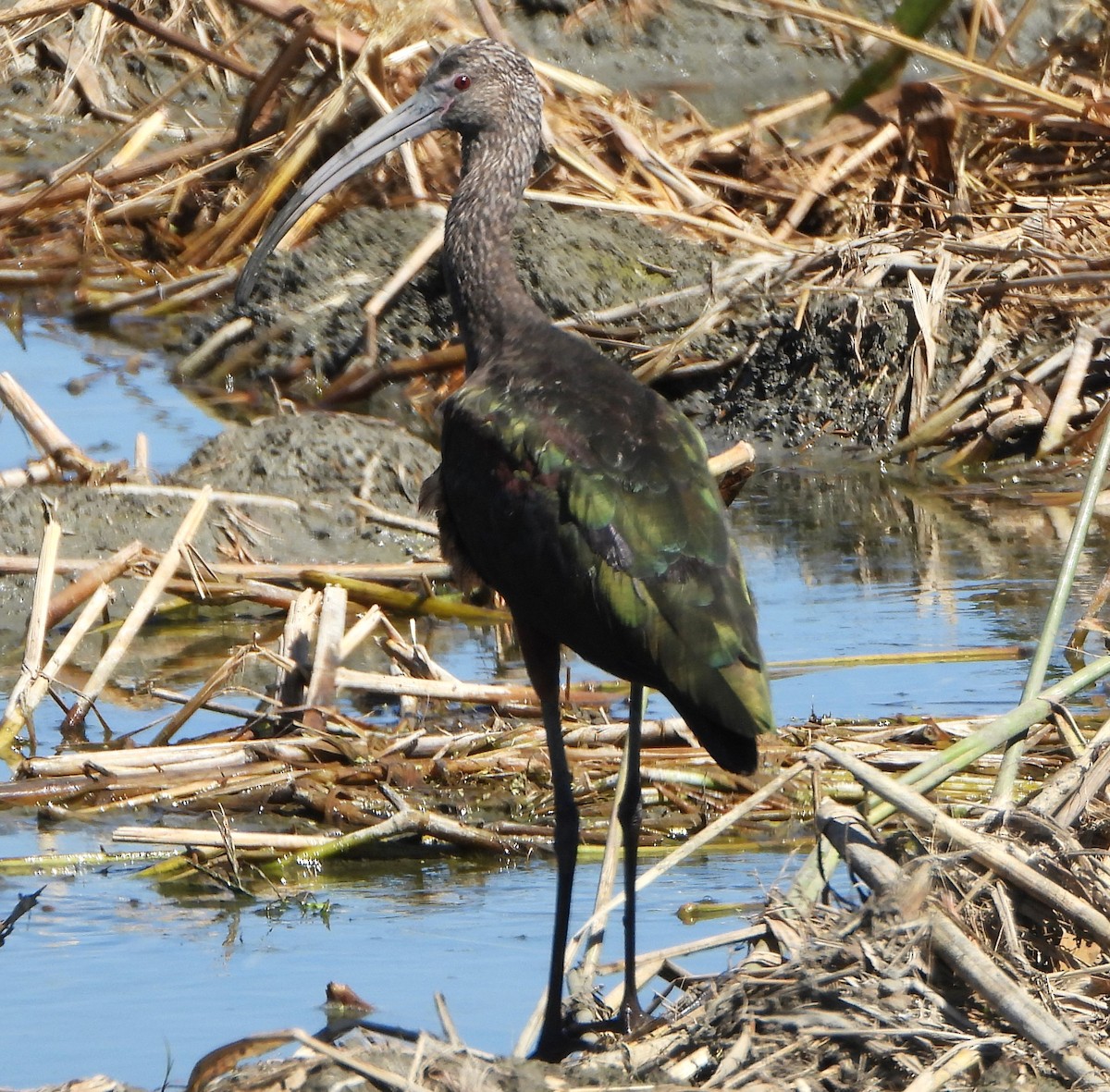 White-faced Ibis - Lynne Craft