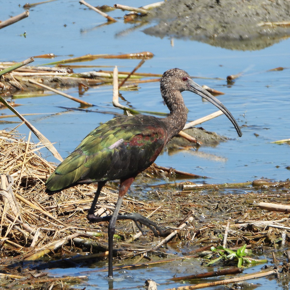 White-faced Ibis - ML623721011