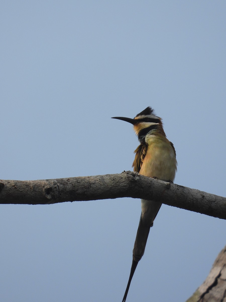 European Bee-eater - ML623721012