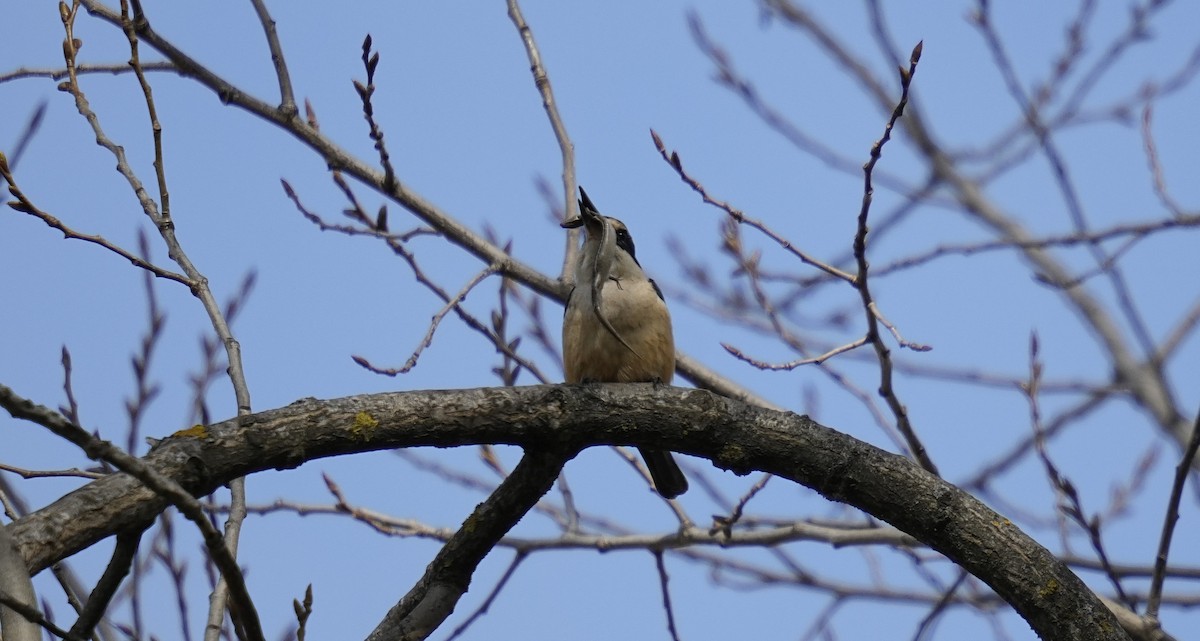 Sacred Kingfisher - ML623721028