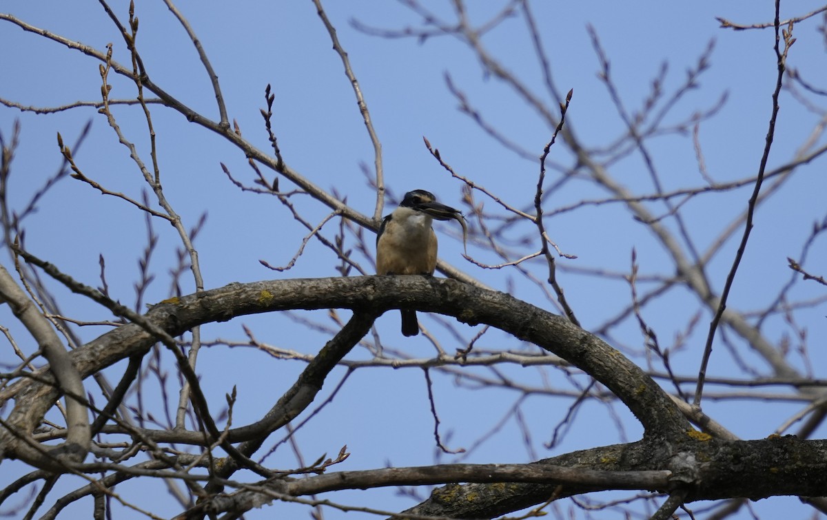 Sacred Kingfisher - ML623721029