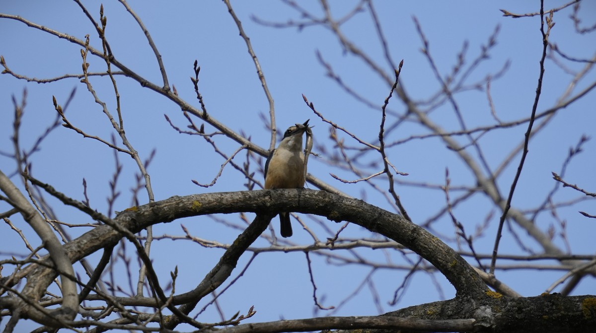 Sacred Kingfisher - ML623721030