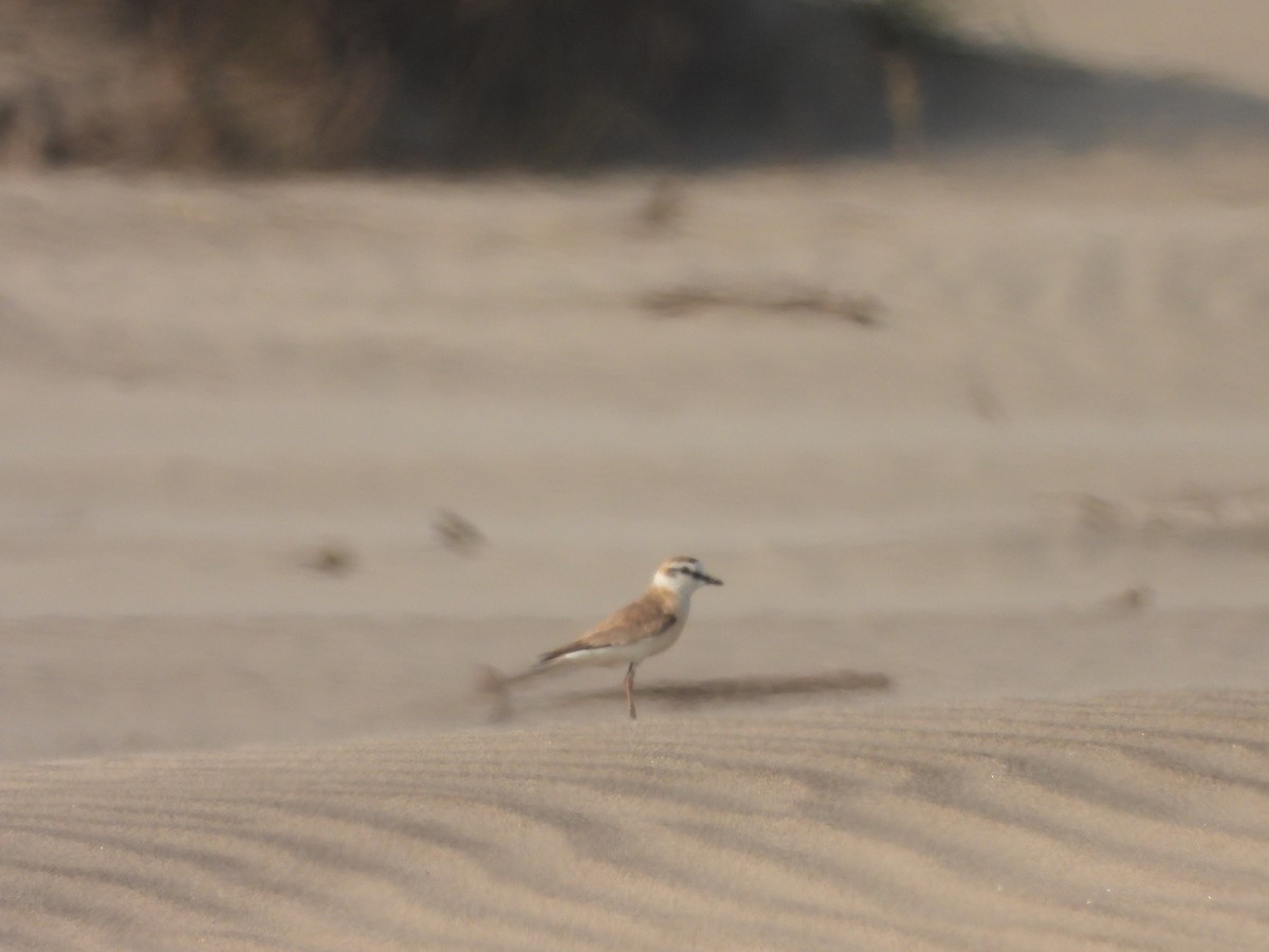 White-fronted Plover - ML623721038