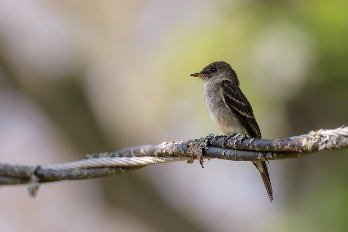 Eastern Wood-Pewee - ML623721043