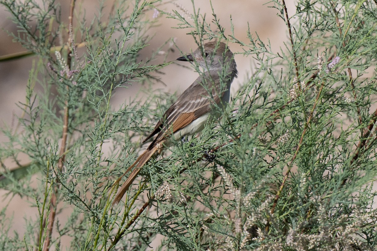 Ash-throated Flycatcher - ML623721063