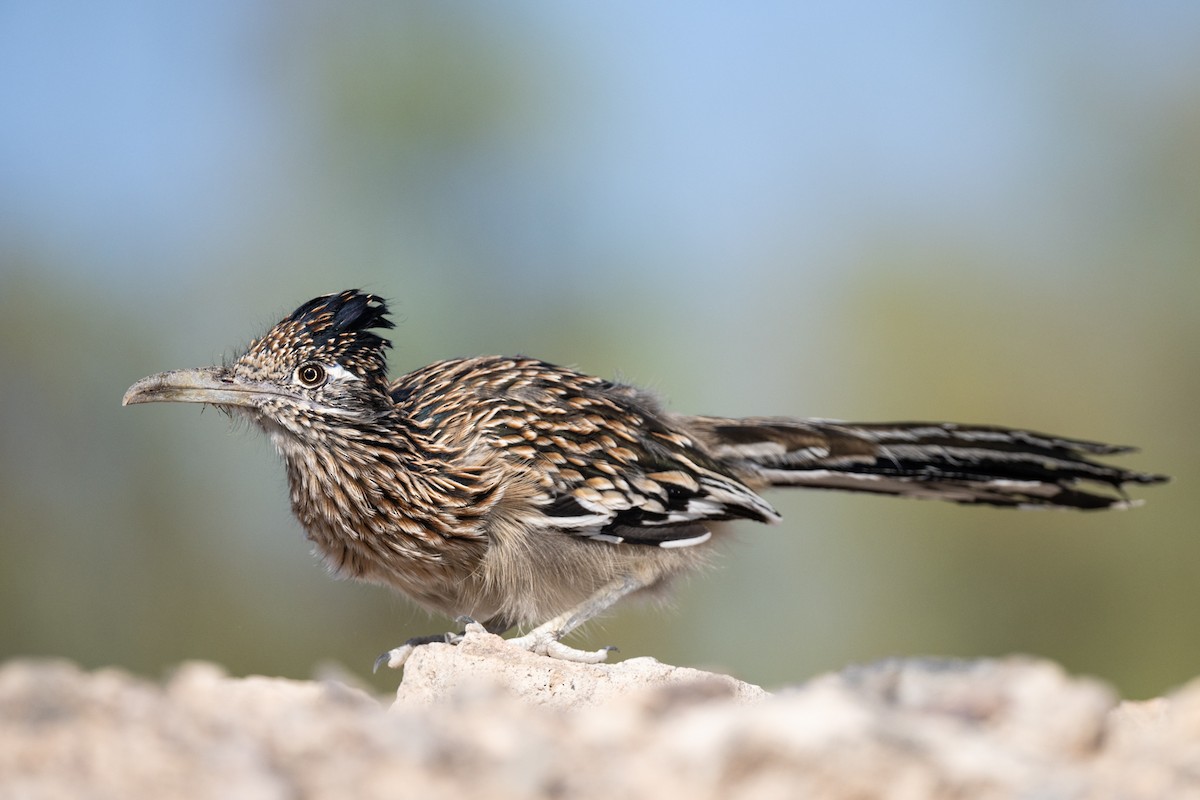 Greater Roadrunner - Scott Krammer