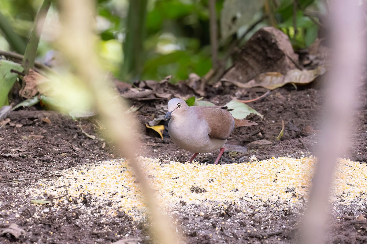 Pallid Dove - ML623721111