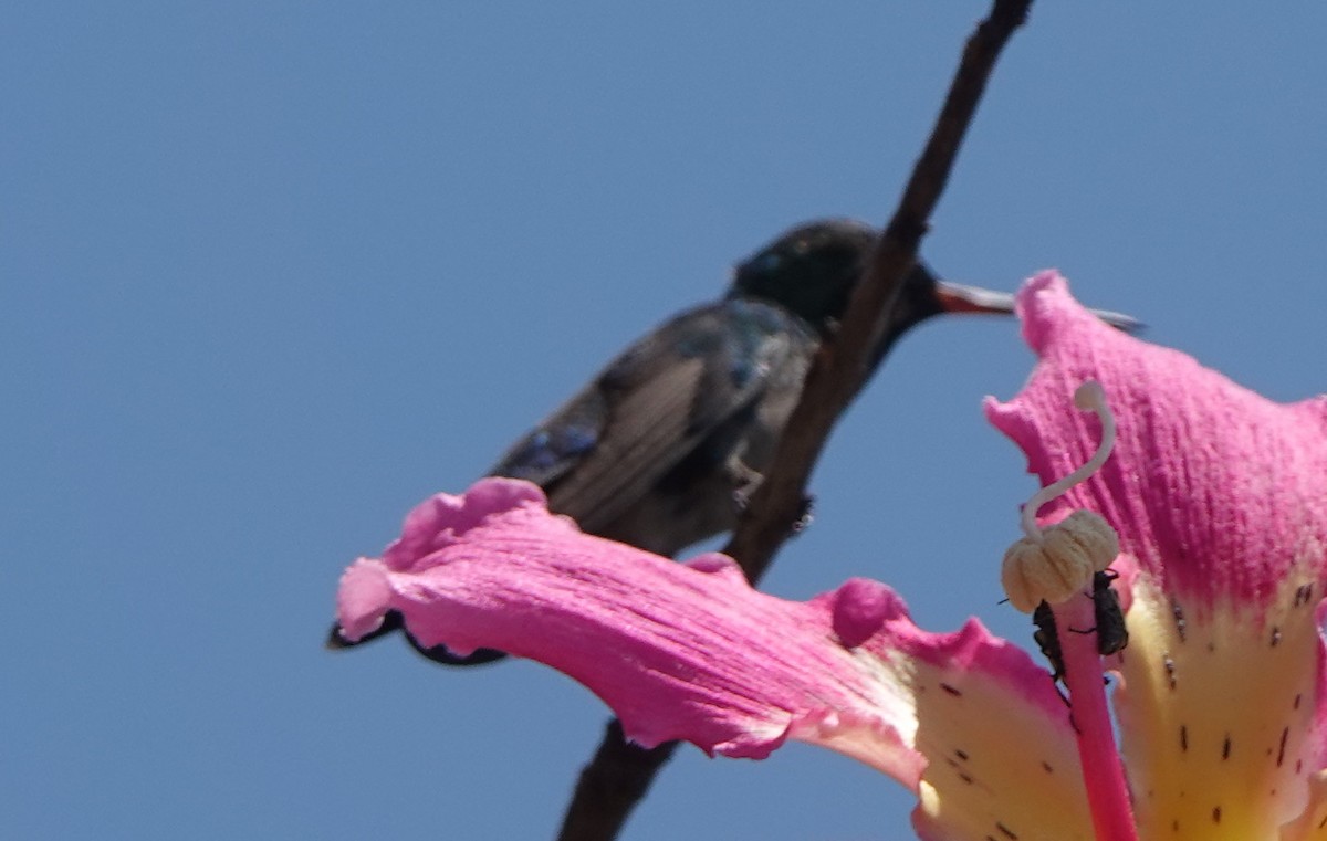 Gilded Hummingbird - ML623721200