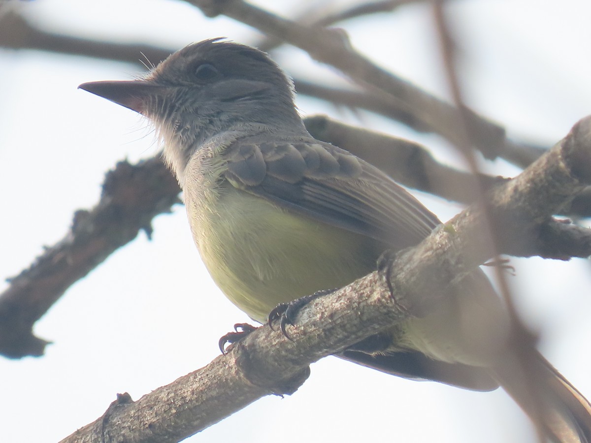 Swainson's Flycatcher - ML623721203