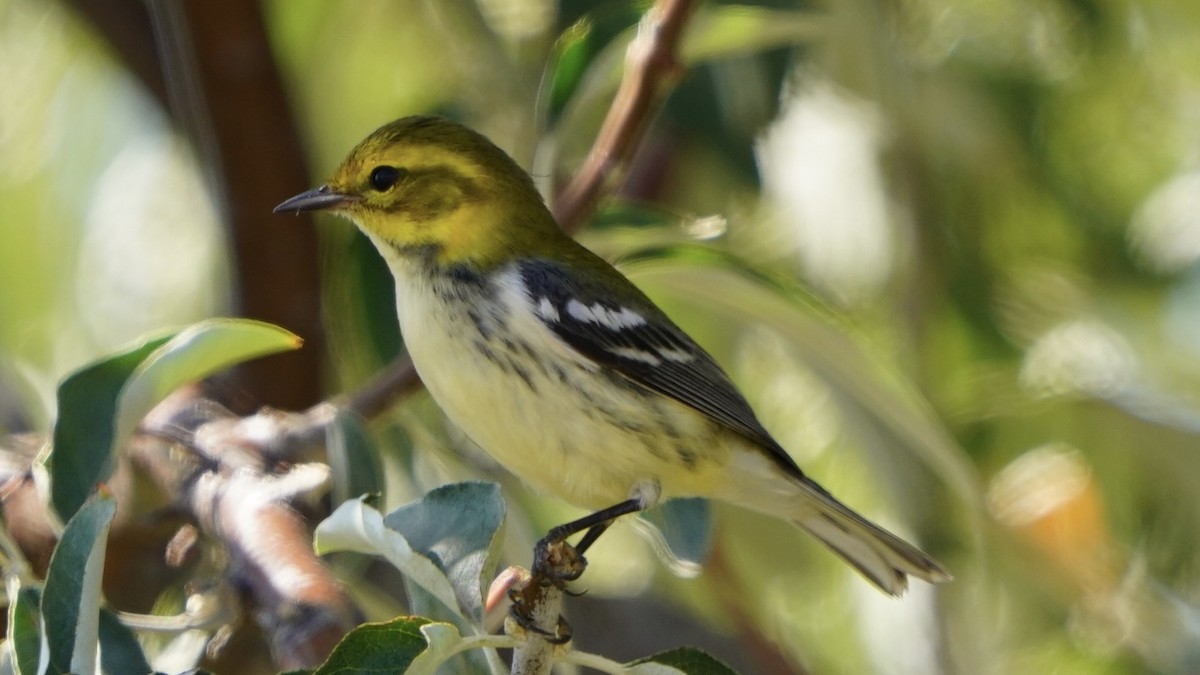 Black-throated Green Warbler - ML623721252