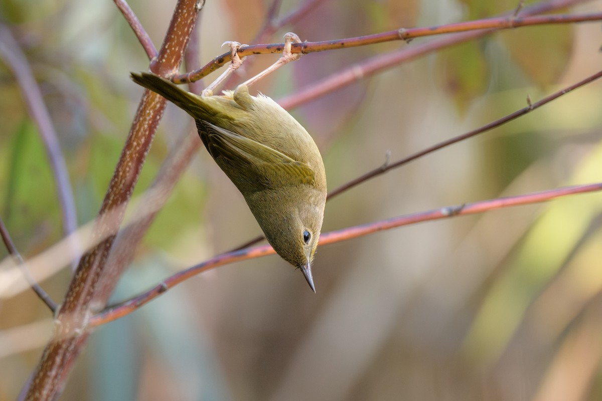Common Yellowthroat - Ian Campbell
