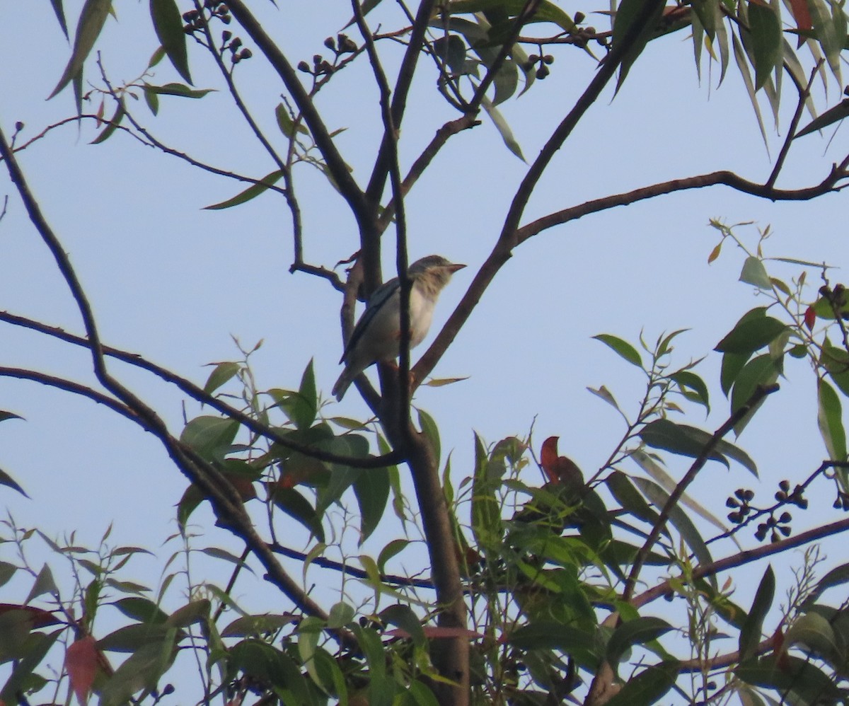 Hooded Tanager - ML623721283