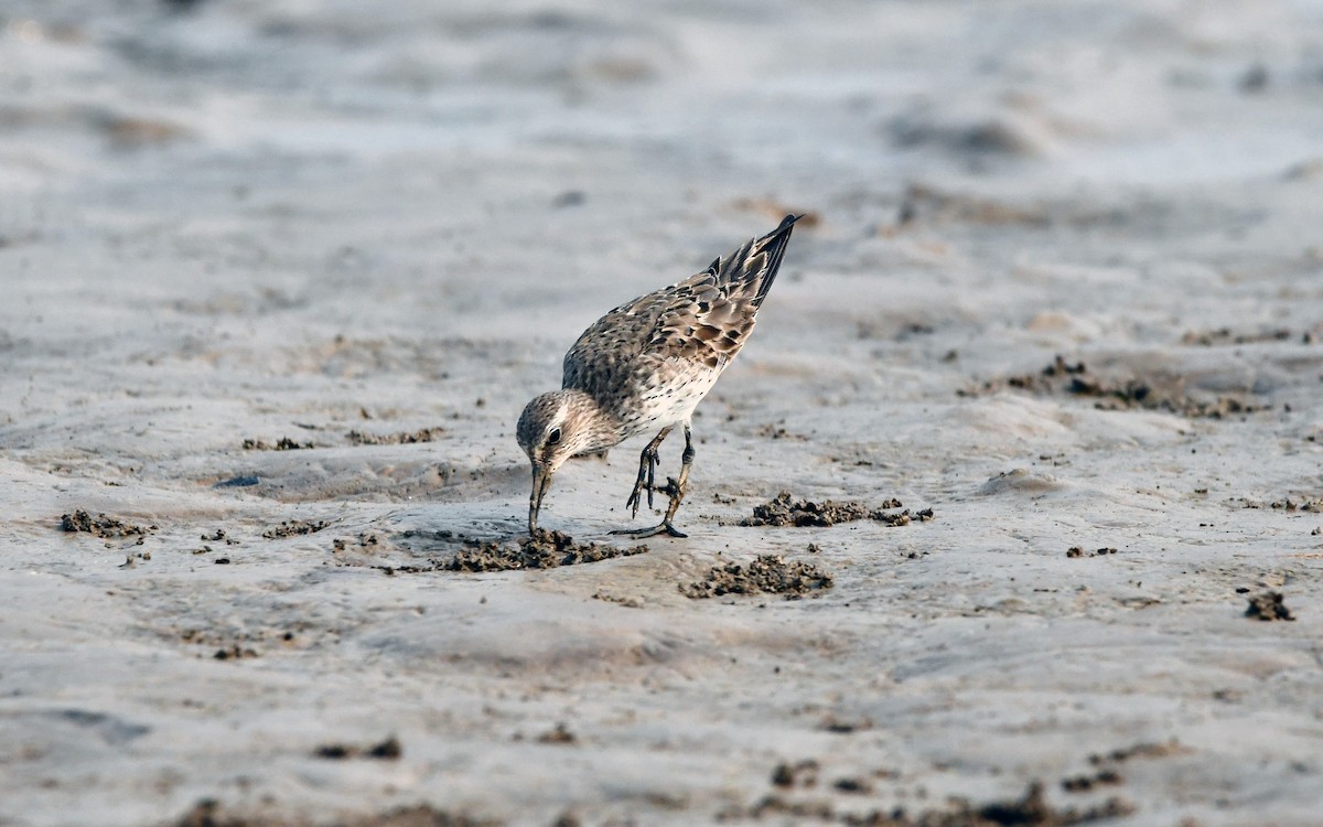 White-rumped Sandpiper - ML623721304