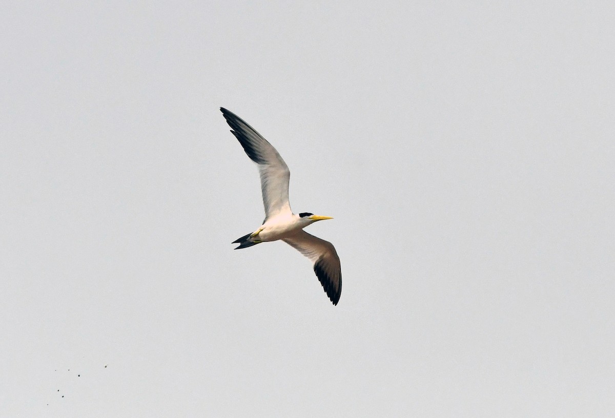 Large-billed Tern - ML623721339