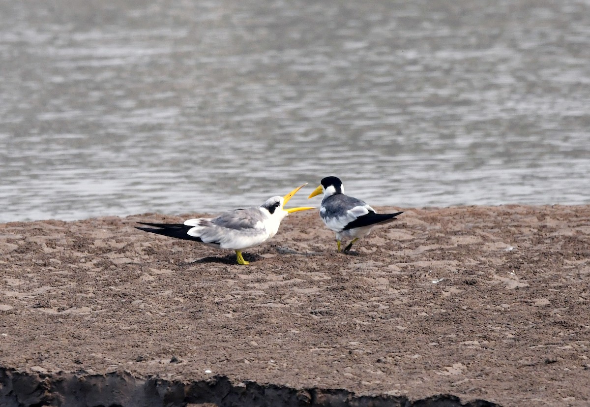 Large-billed Tern - ML623721350