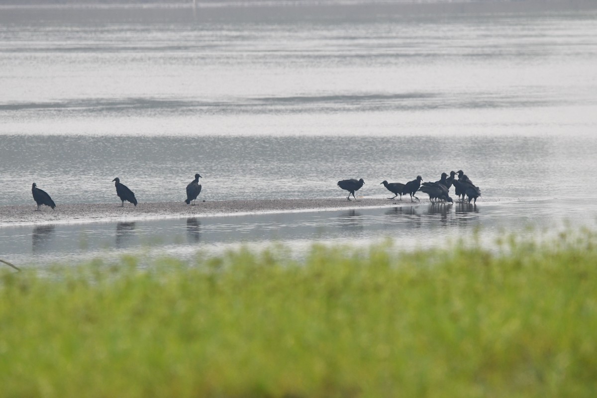 Black Vulture - ML623721369