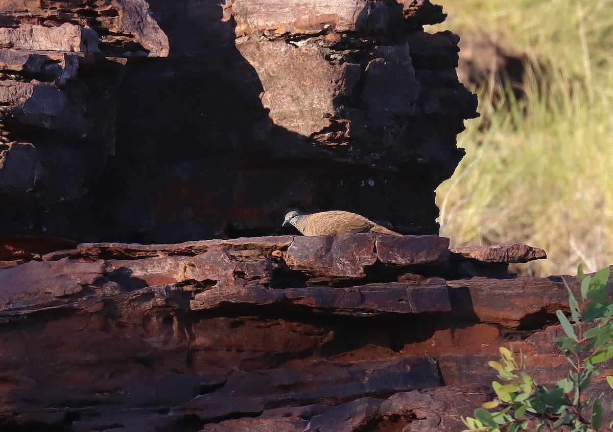 White-quilled Rock-Pigeon - ML623721375