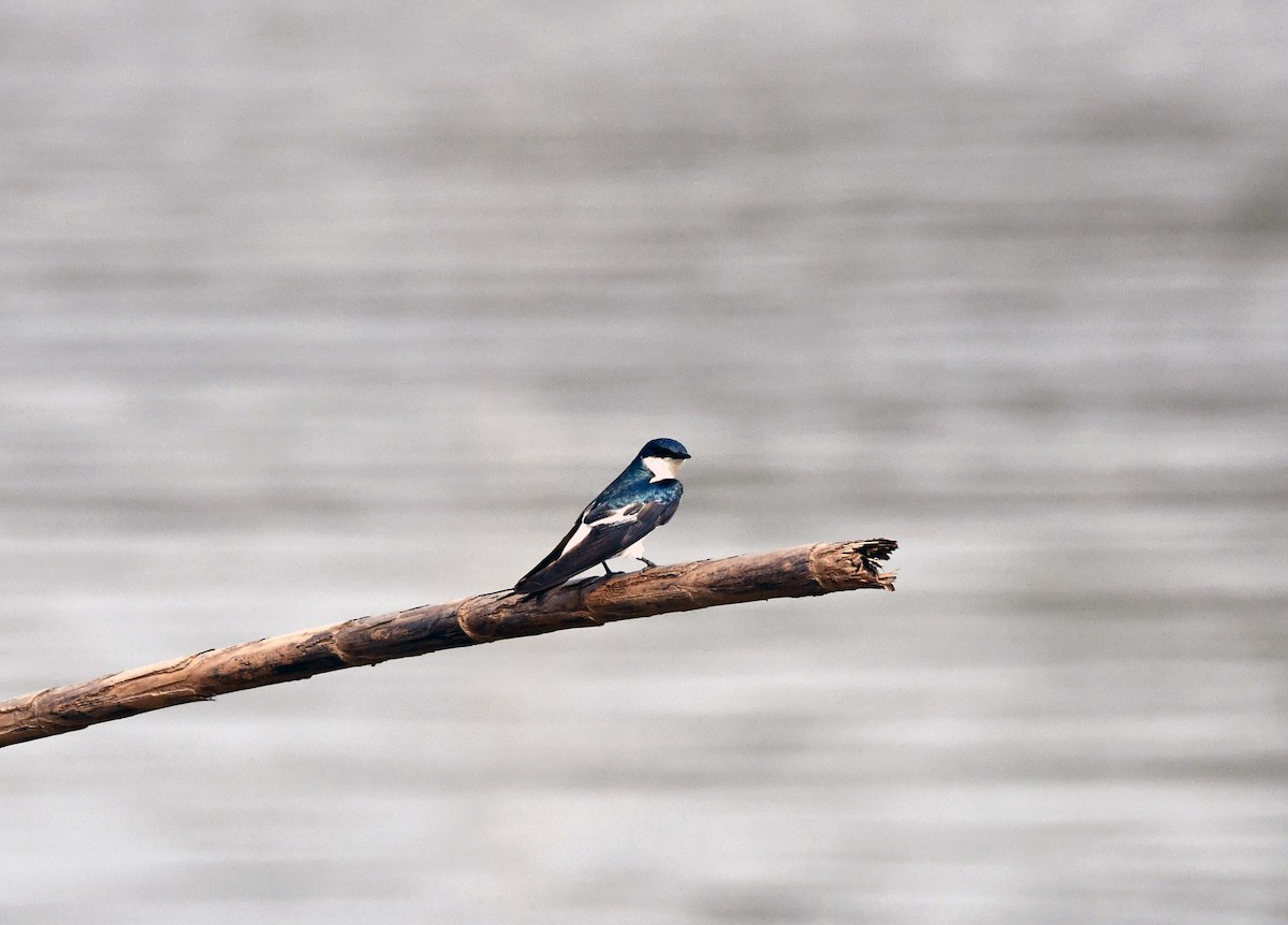 White-winged Swallow - ML623721398