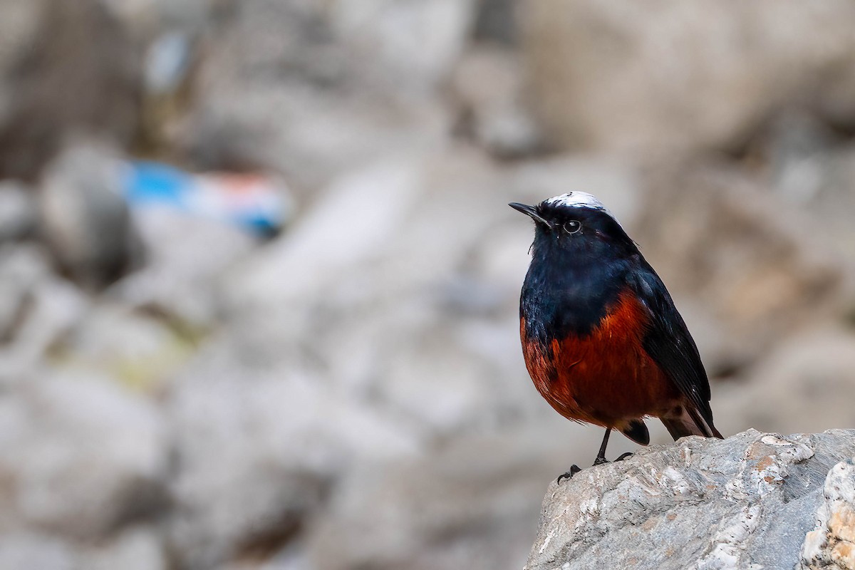 White-capped Redstart - Gustino Lanese