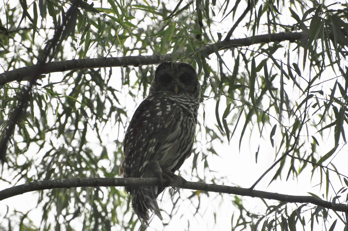 Barred Owl - Abigail Duvall