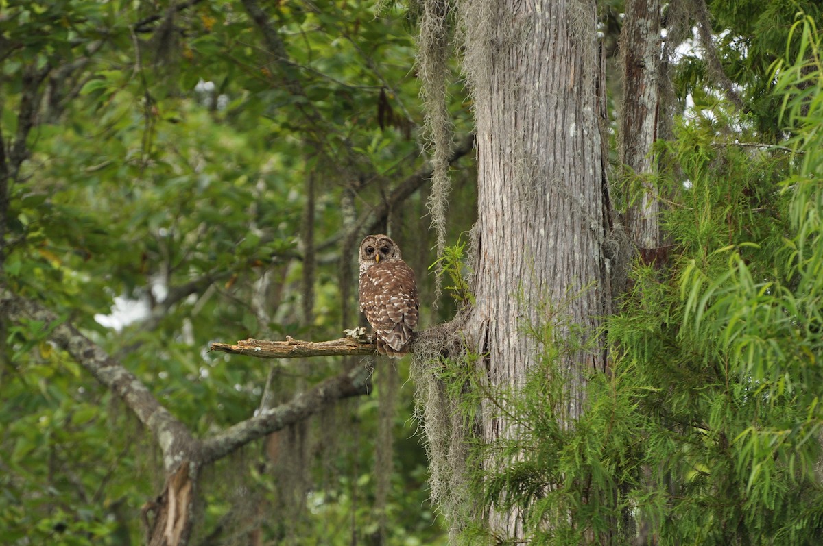 Barred Owl - Abigail Duvall