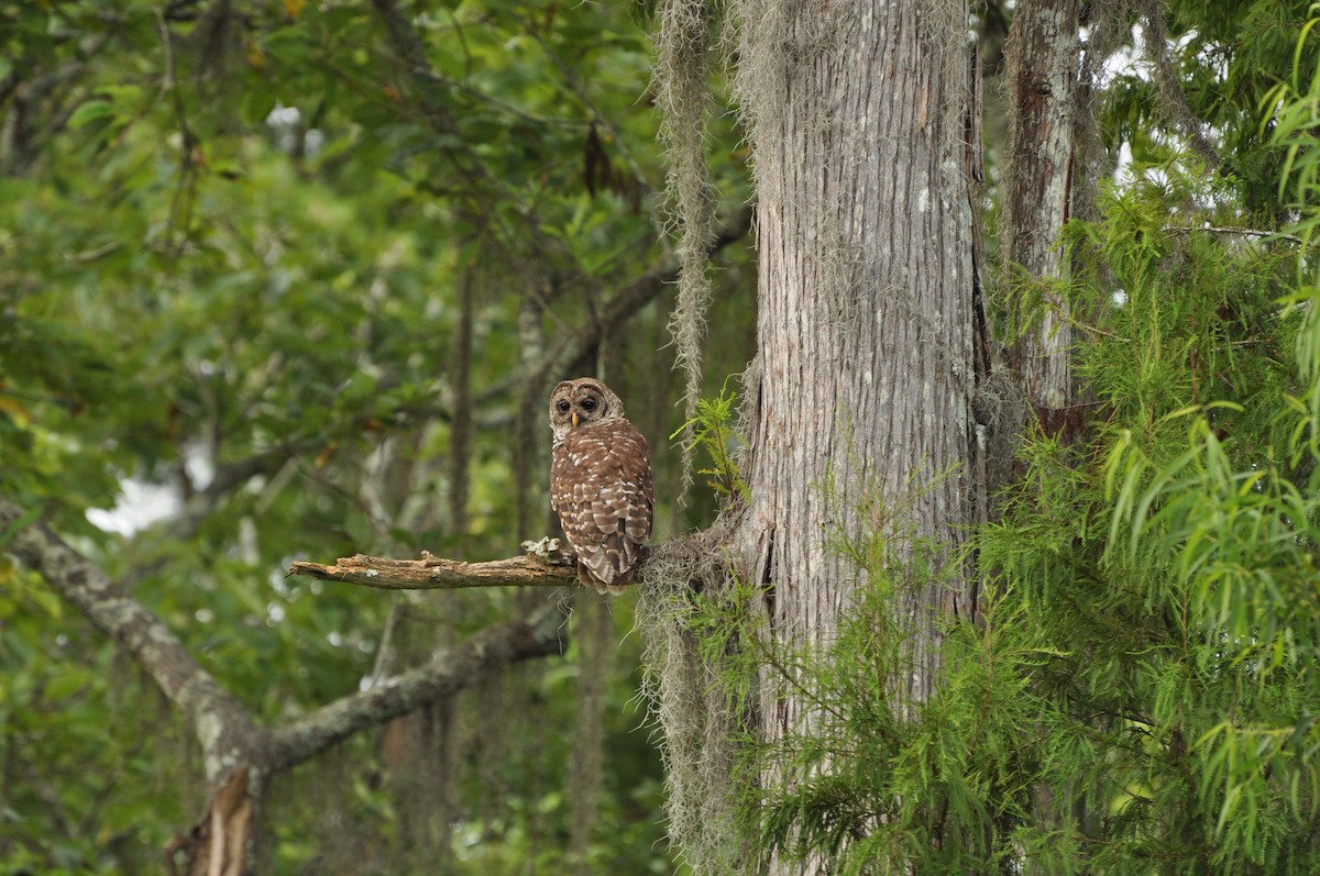 Barred Owl - Abigail Duvall