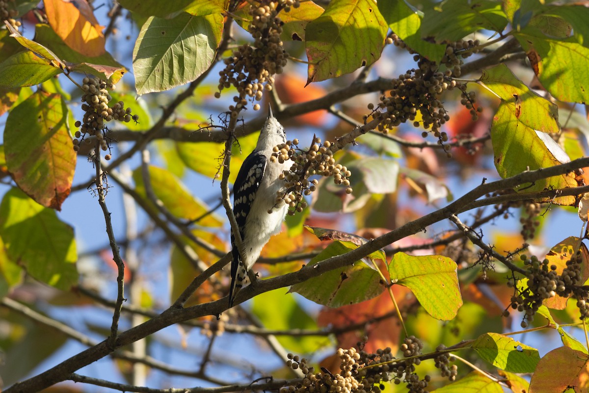 Downy Woodpecker - ML623721510