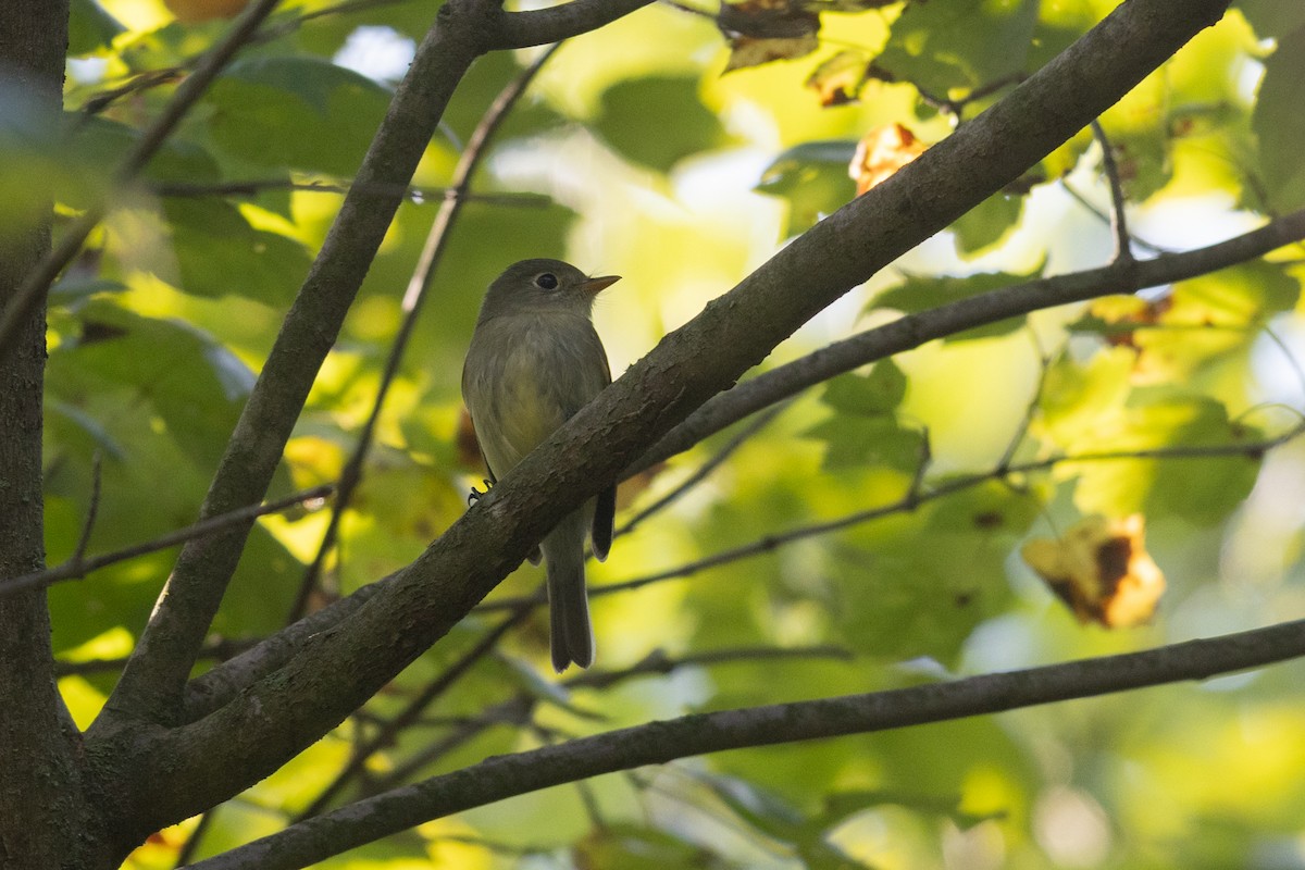 Yellow-bellied Flycatcher - ML623721514