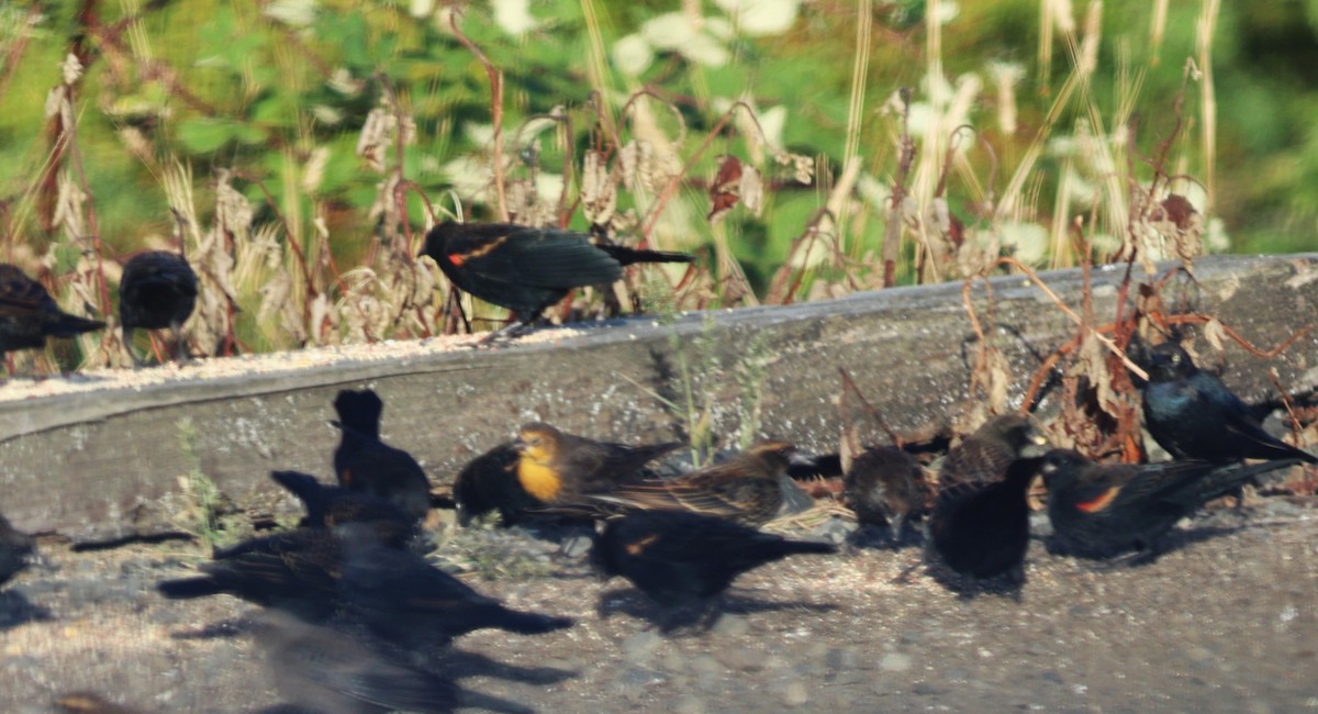 Yellow-headed Blackbird - ML623721517