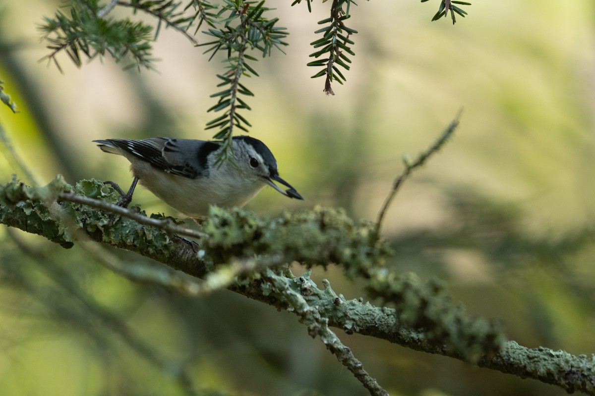 White-breasted Nuthatch - ML623721529