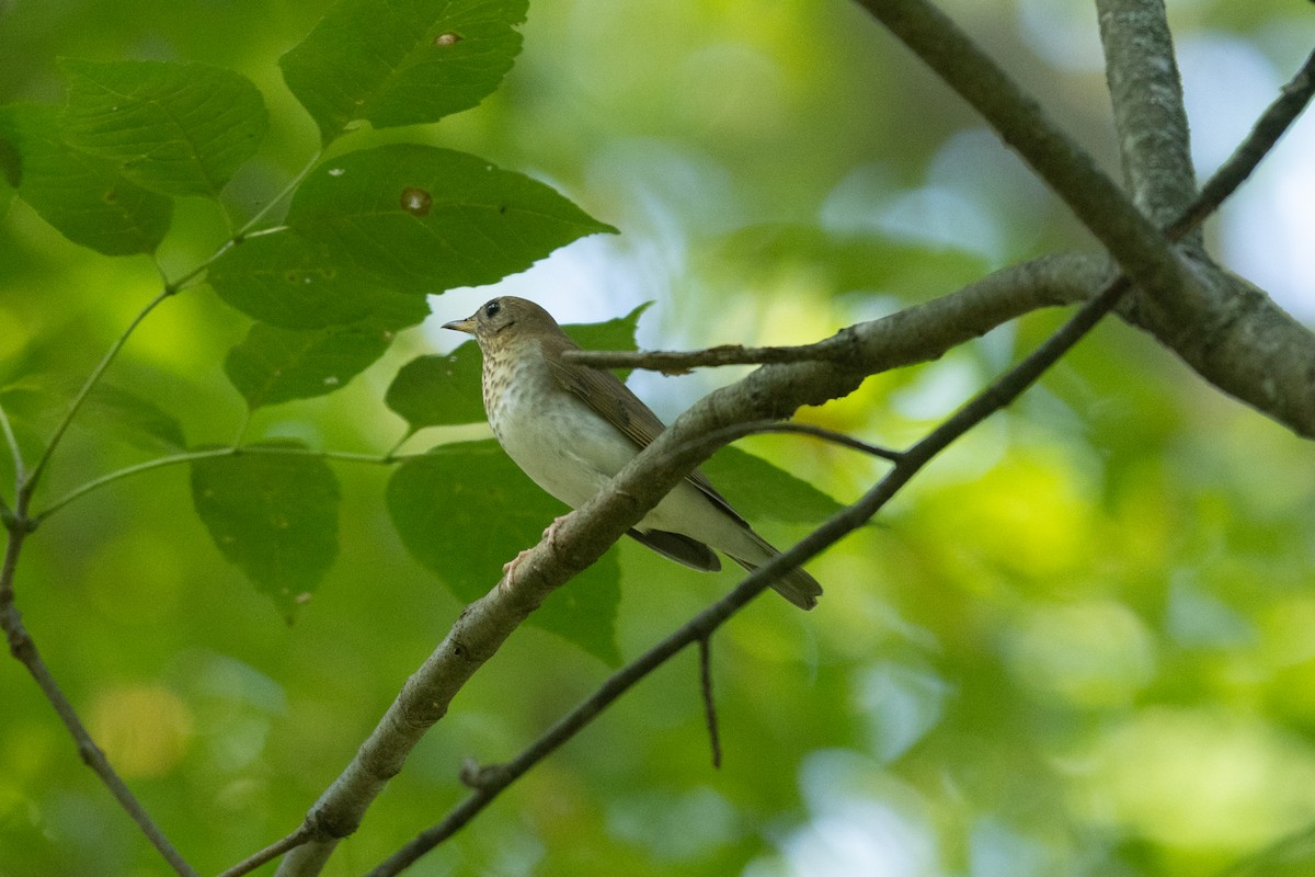 Veery - ML623721532