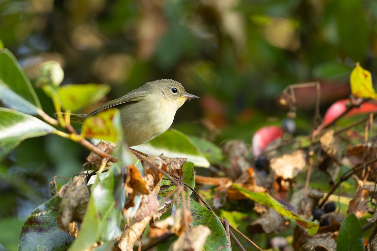 Common Yellowthroat - Megan Kasprzak