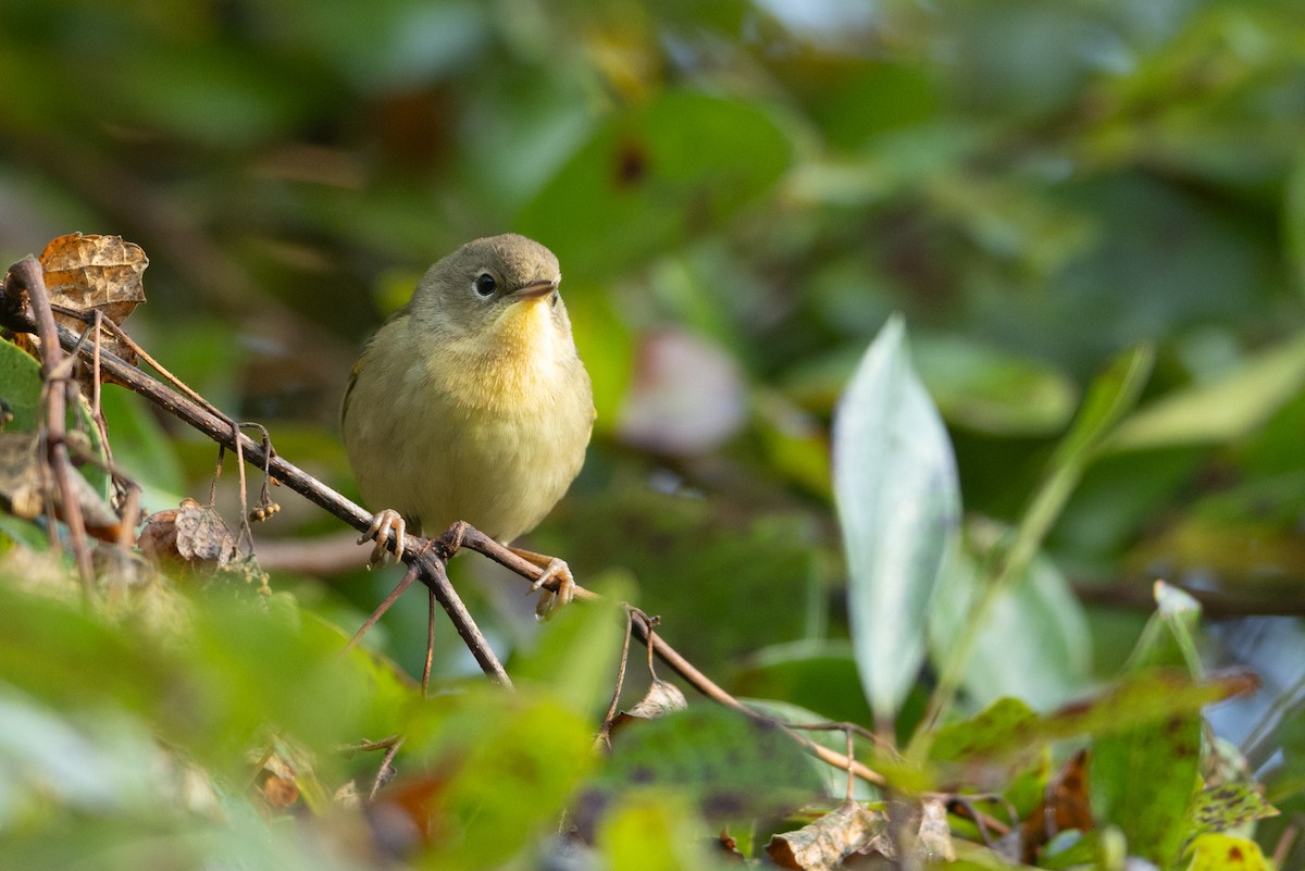 Common Yellowthroat - ML623721548