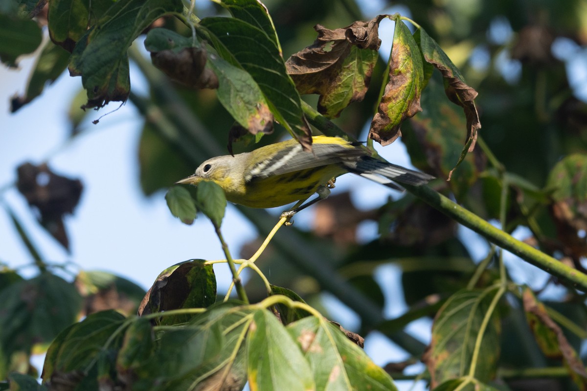 Magnolia Warbler - ML623721566