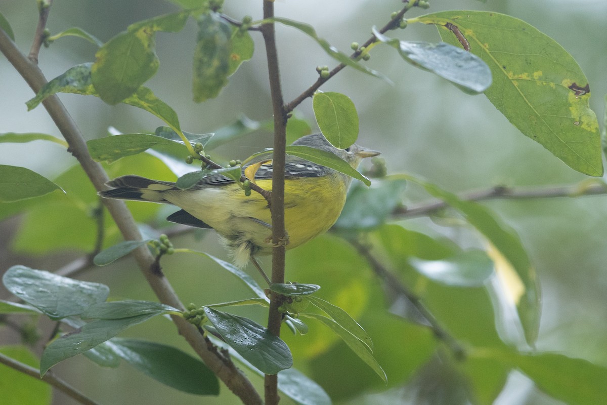 Magnolia Warbler - ML623721567